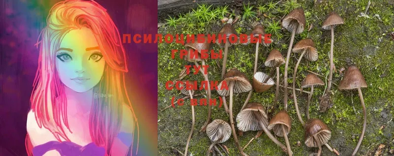 Псилоцибиновые грибы Psilocybine cubensis  магазин  наркотиков  Щёкино 